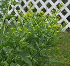Attēlu rezultāti vaicājumam “Sisymbrium loeselii flower”