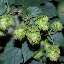 Attēlu rezultāti vaicājumam “Humulus lupulus”