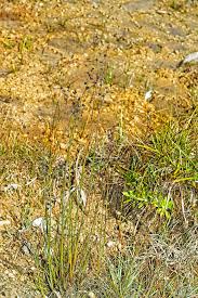 Attēlu rezultāti vaicājumam “Juncus alpinoarticulatus”