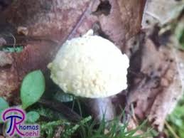 Attēlu rezultāti vaicājumam “Hypomyces chrysospermus”