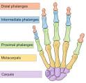 File:Scheme human hand bones-en.svg - Wikipedia, the free encyclopedia