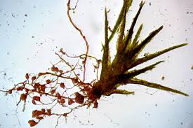 Attēlu rezultāti vaicājumam “| Dicranella”