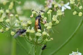 Attēlu rezultāti vaicājumam “Arge ustulata”