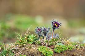 Attēlu rezultāti vaicājumam “Pulsatilla pratensis bud”