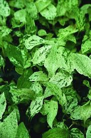 Attēlu rezultāti vaicājumam “Echinacea purpurea leaf”