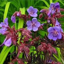 Image result for Geranium `Purple Haze`
