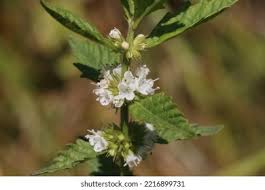Attēlu rezultāti vaicājumam “Lycopus europaeus flower”