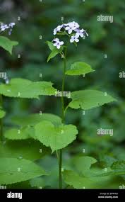 Attēlu rezultāti vaicājumam “Lunaria rediviva bud”