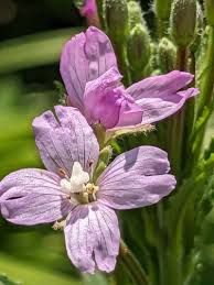 Attēlu rezultāti vaicājumam “Epilobium parviflorum”