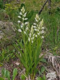Attēlu rezultāti vaicājumam “Cephalanthera longifolia”
