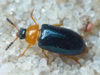 Attēlu rezultāti vaicājumam “Tetratoma fungorum”