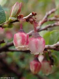 Attēlu rezultāti vaicājumam “Vaccinium uliginosum bud”