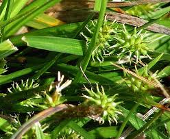 Attēlu rezultāti vaicājumam “Carex lepidocarpa leaf”
