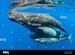 Image result for Physeter macrocephalus