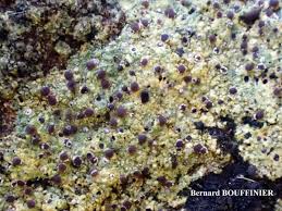 Attēlu rezultāti vaicājumam “Trapelia coarctata”