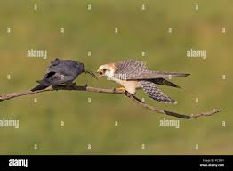 Attēlu rezultāti vaicājumam “Falco vespertinus adult”