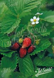 Attēlu rezultāti vaicājumam “Fragaria vesca fruit”