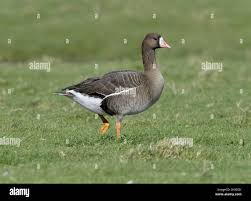 Attēlu rezultāti vaicājumam “Anser albifrons”