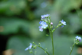 Attēlu rezultāti vaicājumam “Brunnera macrophylla flower”