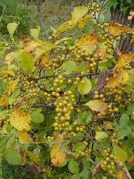 Attēlu rezultāti vaicājumam “Celastrus flagellaris”