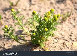 Attēlu rezultāti vaicājumam “Matricaria discoidea flower”
