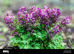 Attēlu rezultāti vaicājumam “Corydalis solida flower”