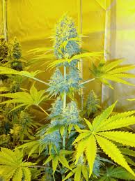 Resultado de imagen para la marihuana channel