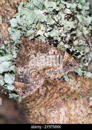 Attēlu rezultāti vaicājumam “Dysstroma truncata”