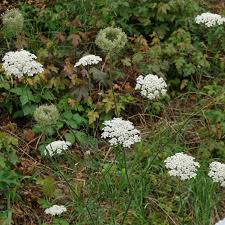 Image result for Daucus carota