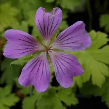 Image result for Geranium `Sandrine`