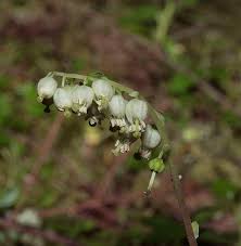 Attēlu rezultāti vaicājumam “Orthilia secunda flower”