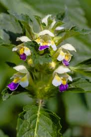Attēlu rezultāti vaicājumam “Galeopsis speciosa leaf”