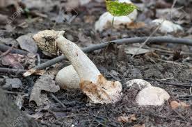 Attēlu rezultāti vaicājumam “Phallus impudicus”