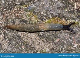 Attēlu rezultāti vaicājumam “Krynickillus melanocephalus”