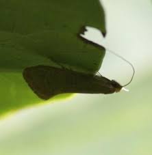 Attēlu rezultāti vaicājumam “Nematopogon sp.”
