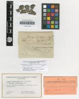 Attēlu rezultāti vaicājumam “Scoliciosporum chlorococcum”