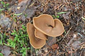 Attēlu rezultāti vaicājumam “Otidea leporina”