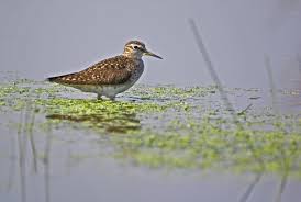Attēlu rezultāti vaicājumam “Tringa glareola”