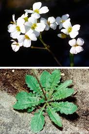 Attēlu rezultāti vaicājumam “Cardaminopsis arenosa”