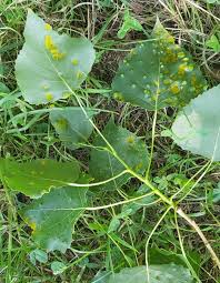 Attēlu rezultāti vaicājumam “Taphrina betulina”