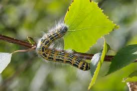 Attēlu rezultāti vaicājumam “Phalera bucephala imago”