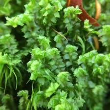 Attēlu rezultāti vaicājumam “Barbilophozia barbata”