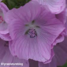 Image result for Malva alcea