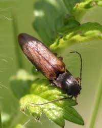 Attēlu rezultāti vaicājumam “Athous sp.”