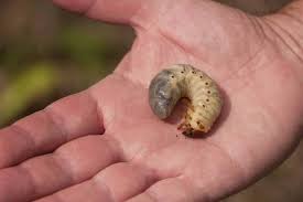 Attēlu rezultāti vaicājumam “Oryctes nasicornis larva”