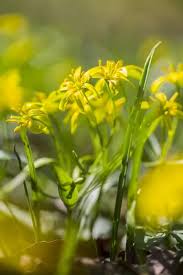 Attēlu rezultāti vaicājumam “Gagea lutea flower”
