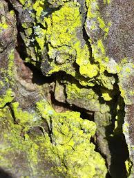 Attēlu rezultāti vaicājumam “Chrysothrix candelaris”