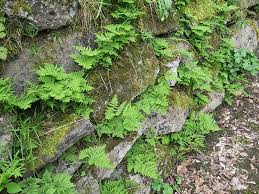 Attēlu rezultāti vaicājumam “Gymnocarpium robertianum”