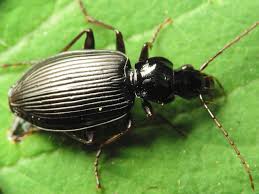 Attēlu rezultāti vaicājumam “Limodromus assimilis”