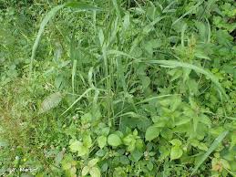 Attēlu rezultāti vaicājumam “Bromopsis benekenii”